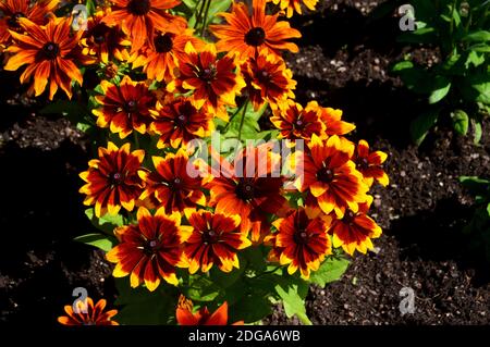 Bronze/Braun Rudbeckia hirta, 'Rustic Dwarfs' Black-Eyed Susan, Coneflower in einer Grenze bei RHS Garden Harlow Carr, Harrogate, Yorkshire, England angebaut. Stockfoto