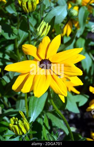 Yellow Rudbeckia hirta, 'Indian Summer' Black-Eyed Susan, Coneflower in einer Grenze bei RHS Garden Harlow Carr, Harrogate, Yorkshire, England, Großbritannien angebaut. Stockfoto