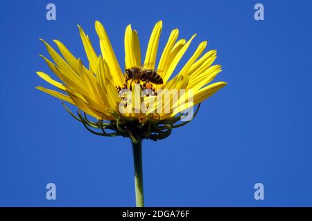 Europäische Honigbiene in Blüte Helianthus salicifolius Stockfoto