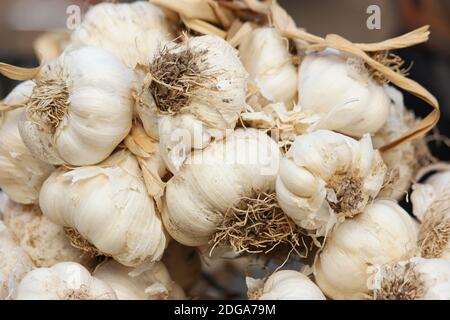 Nahaufnahme von weißen Knoblauchzwiebeln auf dem Bauernmarkt. Stockfoto