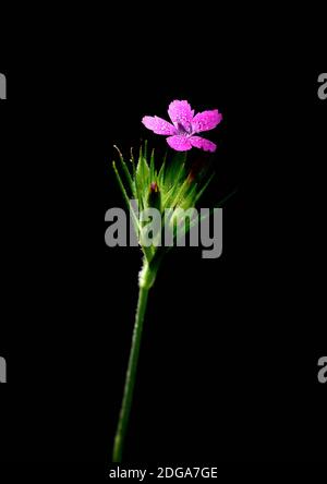 Eine schöne Blume von Dianthus armeria (Deptford rosa oder grasrosa) auf einem dunklen Hintergrund. Stockfoto