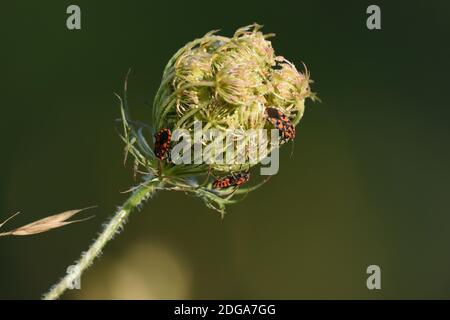 Blume der Apiaceae Familie, von unten fotografiert, mit dunklem natürlichem Bokeh Hintergrund. Stockfoto