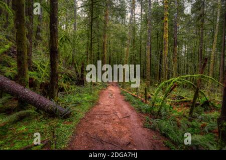 Regenwald in British Columbia, Kanada Stockfoto
