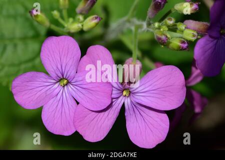 Makrobild einer zweijährigen wilden Blume namens Hesperis matronalis oder Dames Rocket, die unter einem Rosmarinbusch angebaut wird. Stockfoto