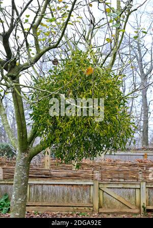 Ein Klumpen von Mistletoe, Viscum Album, auf einem Apfelbaum in einem Hüttengarten auf dem Land in How Hill, Ludham, Norfolk, England, Vereinigtes Königreich. Stockfoto