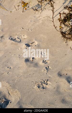 Ein Fußabdruck nach einer Hundepfote im Sand. Foto von Lomma Beach, Scania County, Schweden Stockfoto