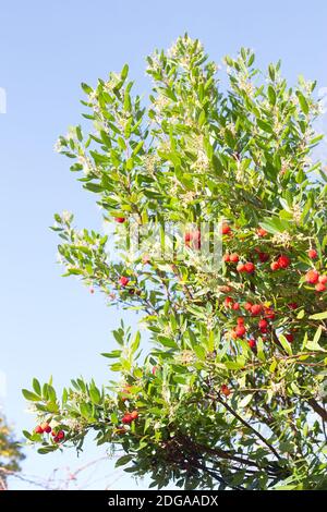 Arbutus unedo - Erdbeerbaum. Stockfoto