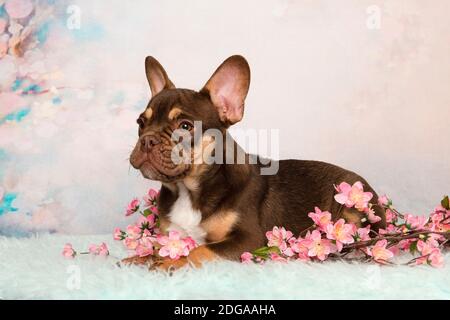 Cute französisch Bulldogge Welpen suchen weg liegend auf ein Weiche romantische pastellfarbene Hintergrund mit Blumen Stockfoto