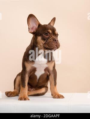 Liebenswert sitzen französisch Bulldogge Welpen Blick weg auf eine Creme Farbiger Hintergrund in einem vertikalen Bild Stockfoto