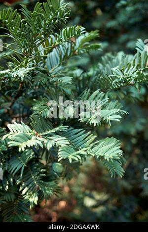Taxus baccata Blätter und Samen Stockfoto