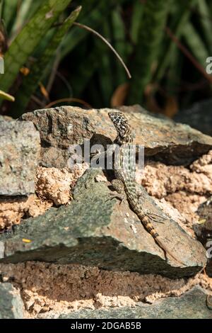 Kubanisch-braune Schwanzeidechse Stockfoto