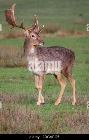 Duelmen, Deutschland. Dezember 2020. Ein junger Bock grast auf einer Wiese. Damwild (dama dama) versammeln sich, um auf dem Waldboden nach Futter zu suchen und Schutz vor den kälteren Temperaturen im Münsterland zu suchen. Kredit: Imageplotter/Alamy Live Nachrichten Stockfoto