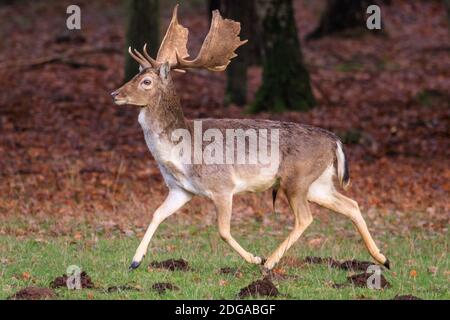 Duelmen, Deutschland. Dezember 2020. Ein junger Bock schreitet am Waldrand entlang. Damhirsche versammeln sich, um auf dem Waldboden nach Futter zu suchen und Schutz vor den kälteren Temperaturen im Münsterland zu suchen. Kredit: Imageplotter/Alamy Live Nachrichten Stockfoto