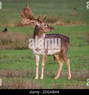 Duelmen, Deutschland. Dezember 2020. Ein junger Bock grast auf einer Wiese. Damwild (dama dama) versammeln sich, um auf dem Waldboden nach Futter zu suchen und Schutz vor den kälteren Temperaturen im Münsterland zu suchen. Kredit: Imageplotter/Alamy Live Nachrichten Stockfoto