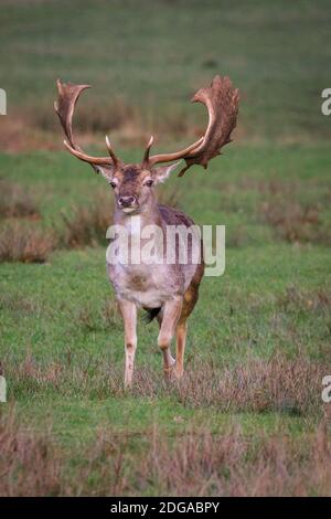 Duelmen, Deutschland. Dezember 2020. Ein junger Bock grast auf einer Wiese. Damwild (dama dama) versammeln sich, um auf dem Waldboden nach Futter zu suchen und Schutz vor den kälteren Temperaturen im Münsterland zu suchen. Kredit: Imageplotter/Alamy Live Nachrichten Stockfoto