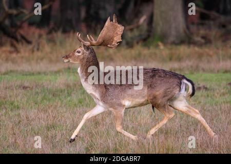 Duelmen, Deutschland. Dezember 2020. Ein junger Bock schreitet am Waldrand entlang. Damwild (dama dama) versammeln sich, um auf dem Waldboden nach Futter zu suchen und Schutz vor den kälteren Temperaturen im Münsterland zu suchen. Kredit: Imageplotter/Alamy Live Nachrichten Stockfoto