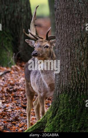 Duelmen, Deutschland. Dezember 2020. Ein älterer Buck sucht nach ungewohnten Geräuschen, da es in Deutschland noch Jagdsaison ist. Damhirsche versammeln sich in Gruppen, um auf dem Waldboden nach Futter zu suchen und Schutz vor den kälteren Temperaturen im Münsterland zu suchen. Kredit: Imageplotter/Alamy Live Nachrichten Stockfoto