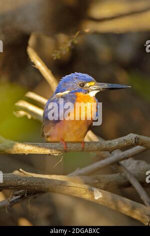 Azur Eisvogel, (Alcedo Azurea), bei Sonnenaufgang, Kakadua NP, Northern Territories, Australien, Azurfischer, Azurzwergfischer, Stockfoto