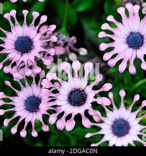 Morgens Explosion von Löffel Lilacs in White River Gardens Stockfoto