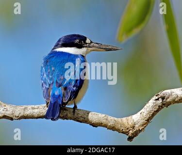 Waldeisvogel, (Todiramphos macleayii), Flusskiefer, Stockfoto