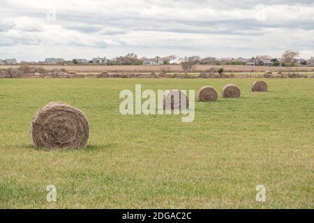 Runde Heuballen auf einem Feld in Sagaponack, NY Stockfoto