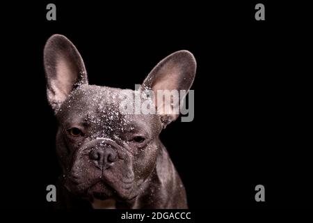 Graue französische Bulldogge mit Schnee auf dem Kopf mit schwarz Hintergrund Stockfoto