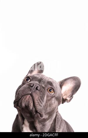 Grau französisch Bulldogge Blick auf mit weißem Hintergrund Stockfoto