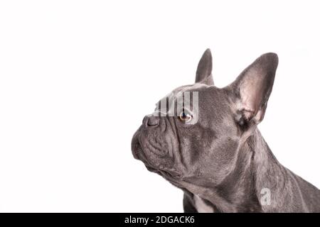 Grauer französischer Bulldogge, der auf der Seite nach oben mit schaut Weißer Hintergrund Stockfoto
