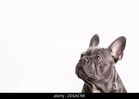Grau französisch Bulldogge aufpassen mit weißem Hintergrund Stockfoto