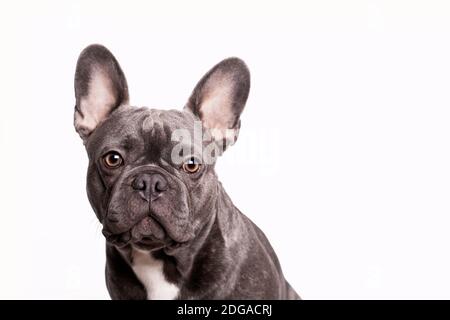 Liebenswert grau französisch Bulldogge mit großen Ohren Porträt mit weiß Hintergrund Stockfoto