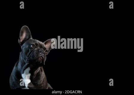Grauer französischer Bulldogge, der auf der Seite nach oben mit schaut Weißer Hintergrund Stockfoto