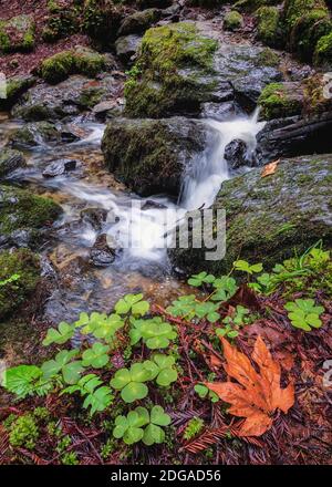 Kleiner Wasserfall in den Bergen von Nord Kalifornien Stockfoto