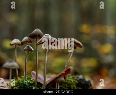 Pilze in Jena im Herbst mit Bodenperspektive Stockfoto