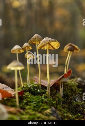 Pilze in Jena im Herbst mit Bodenperspektive Stockfoto