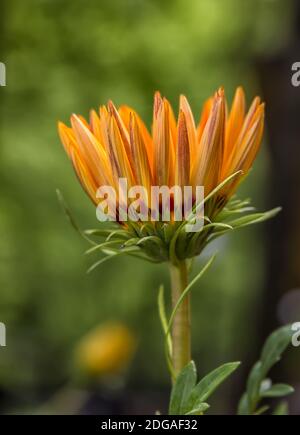 Gazanien Stockfoto