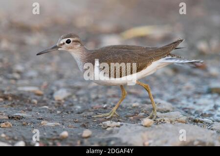 Gemeiner Sandpiper (Actitis hypoleucos), Seitenansicht eines Jungfräuchens, Kampanien, Italien Stockfoto