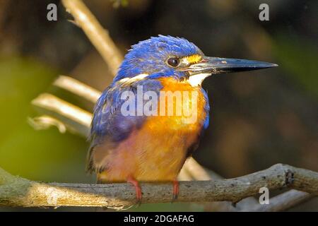 Azur Eisvogel, Alcedo azurea, bei Sonnenaufgang, Kakadua NP, Northern Territories, Australien Stockfoto