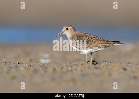 Temmincks Stint (Calidris temminckii), Seitenansicht eines auf dem Schlamm stehenden Jugendlichen, Kampanien, Italien Stockfoto