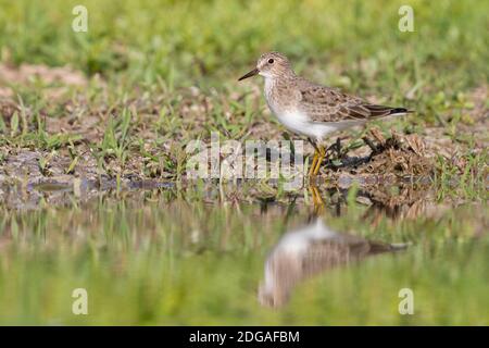 Temincks Stint (Calidris temminckii), Seitenansicht eines Erwachsenen, der in einem Sumpfgebiet steht, Kampanien, Italien Stockfoto
