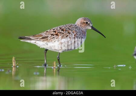 Curlew Sandpiper (Calidris ferruginea), Seitenansicht eines Erwachsenen, der bis zum Zuchtgefieder geschmolzen ist, Kampanien, Italien Stockfoto