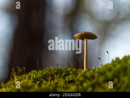 Pilze im Herbst in jena Boden- und Seitenperspektive Stockfoto