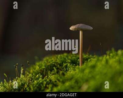 Pilze im Herbst in jena Boden- und Seitenperspektive Stockfoto