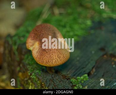 Pilze im Herbst in jena Boden- und Seitenperspektive Stockfoto