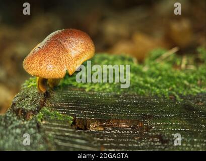 Pilze im Herbst in jena Boden- und Seitenperspektive Stockfoto