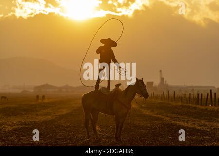 Ein junger mexikanischer Charro (Cowboy) rundet eine Herde von Pferde laufen durch das Feld auf EINER mexikanischen Ranch Sonnenaufgang Stockfoto