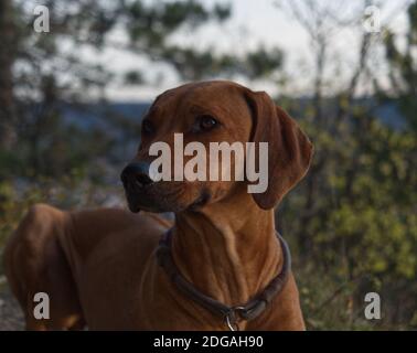 Hunderasse rhodesian ridgeback Portrait in der Natur Jena Stockfoto