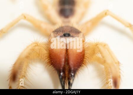 Ägyptische Riesensolpugiden (Galeodes Arabs), Windskorpion oder Kamelspinnen-Makro schossen Frontansicht aus der Nähe in den vereinigten arabischen emiraten in der Mitte Eas Stockfoto