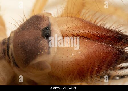 Ägyptische Riesensolpugiden (Galeodes Araber), Windskorpion oder Kamelspinne Makro schossen Kopf und Augen in den vereinigten arabischen emiraten in der Mitte e Stockfoto