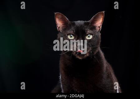 Schwarze Katze leckt Lippen auf schwarzem Hintergrund mit grüner Linse Lichtreflexe Stockfoto