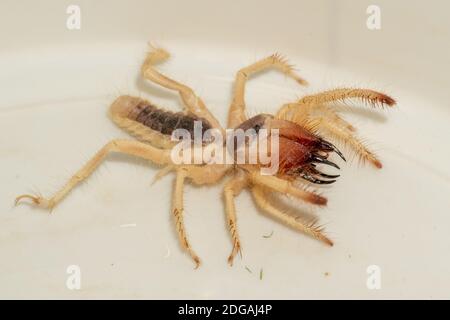 Ägyptische Riesensolpugiden (Galeodes Arabs), Windskorpion oder Kamelspinnen-Makro schossen aus nächster Nähe in den vereinigten arabischen emiraten im Nahen Osten Stockfoto